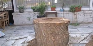 Ο κορμός του δέντρου που έπεσε στο Μοναστηράκι