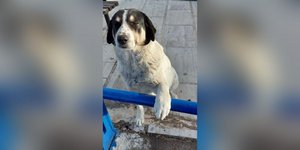 Dog Found Brutally Mutilated Near Village in Southern Greece