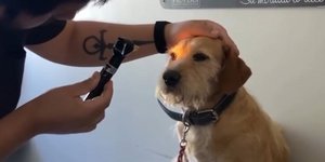 Μετά από μια οφθαλμολογική εξέταση αποκαλύφθηκε ότι ο σκυλάκος δεν ήταν τυφλός