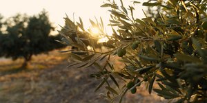 Ελληνικός ελαιώνας / Φωτογραφία: Shutterstock