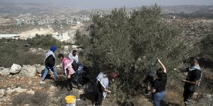 Εθελοντές υπέρ της Παλαιστίνης μαζεύουν ελιές στη Δυτική Όχθη