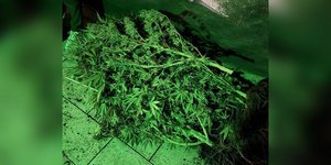 Δενδρύλλια κάνναβης που κατασχέθηκαν σε σπίτι στο Γαλάτσι 