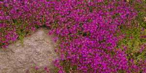 Το φυτό που μοιάζει με χαλί και δεν χρειάζεται σχεδόν καμία φροντίδα