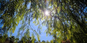 ηλιος στα δεντρα