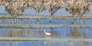 H λίμνη Κάρλα στη Θεσσαλία 