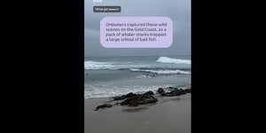 Δεκάδες καρχαρίες στα ρηχά ακτής της Αυστραλίας 