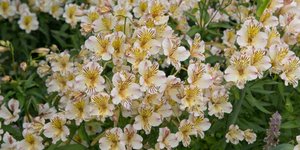 Φωτογραφία: Shutterstock