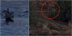 Το ελάφι μέσα στο νερό και ο λύκος που καραδοκεί