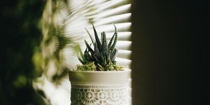 Μικρά φυτά/ Φωτογραφία: Unsplash