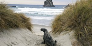 Νέα Ζηλανδία