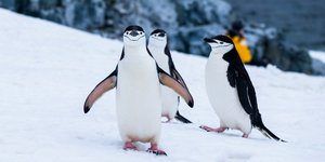 Χαρούμενα πιγκουινάκια 