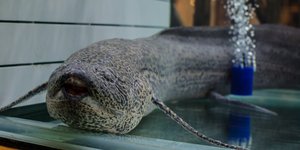 Πνευμονόψαρο