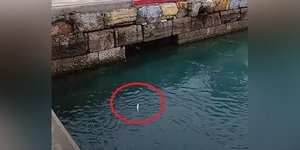 Ψάρια πετούν προς τη στεριά στη Χαλκίδα