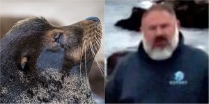 Θαλάσσιος λέοντας (αριστερά), και ο καταζητούμενος (δεξιά) 