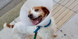 Σκύλος Ηλεία