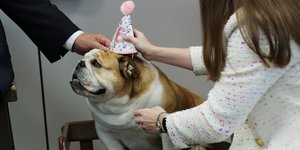 Πάρτι σκύλου