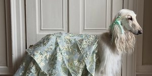 Φωτογραφία: Instagram/ @afghanhoundinthecity