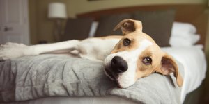 Σκύλος σε ξενοδοχείο