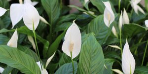 Σπαθίφυλλο