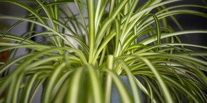 Φυτό στο μπάνιο