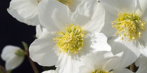 Χριστούγεννα, φυτό