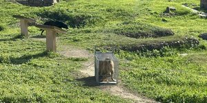 Ένα από τα αδέσποτα σκυλιά που επιτέθηκε στην 17χρονη