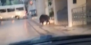 Αγριογούρουνο εθεάθη να περπατά στο κέντρο του Περιστερίου