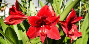 Αυτό το φυτό εσωτερικού χώρου θα ανθίσει ακριβώς τα Χριστούγεννα -Αρκεί να το φυτέψετε χωρίς καθυστέρηση