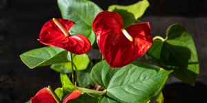 Το κατακόκκινο φυτό με τα φύλλα σε σχήμα καρδιάς 