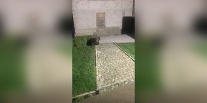 Aρκούδα Κόσοβο