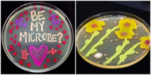 O καθηγητής Μικροβιολογίας στο πανεπιστήμιο του Μιζούρι, Ντέιβιντ Γουέστενμπεργκ ζωγραφίζει με... βακτήρια / FACEBOOK