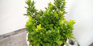 Το δέντρο που καλλιεργείται και σε γλάστρα