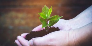 δεντροφύτευση