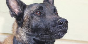 Πέθανε ο θρυλικός σκύλος ανιχνευτής Echo