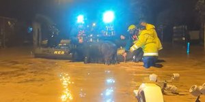 Διάσωση αλόγου στην Φιλιππιάδα