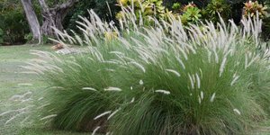 Αυτό το φυτό είναι εξίσου όμορφο με ένα λουλούδι και χαρίζει ζωντάνια στον κήπο τον χειμώνα