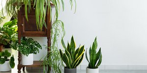 Φυτά εσωτερικού χώου