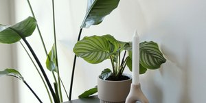 Φυτό για το σαλονι