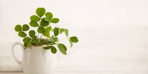 Φυτό που φέρνει τύχη