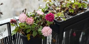 Φυτό που αντέχει το κρύο