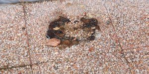 Επίθεση με γκαζάκια στα γραφεία της Ομάδας Αλήθειας