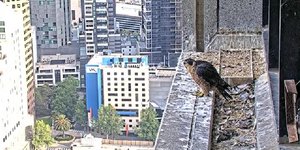 «Nestflix»: Το ριάλιτι των γερακιών που έχει καθηλώσει την Αυστραλία