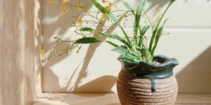 Γλάστρα/Φωτογραφία Unsplash 