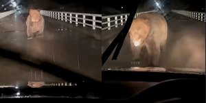 Στιγμιότυπα από την τρομακτική επίθεση αρκούδας σε αυτοκίνητο στην Ιαπωνία 