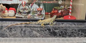 Ένα τεράστιο ιγκουάνα στο κέντρο των Χανίων