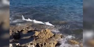 Καρχαριοειδές ξεβράστηκε στην παραλία του Σταυρού στα Χανιά