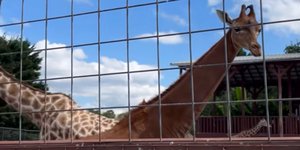 καμηλοπάρδαλη 