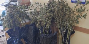 Κατεσχεμένα δενδρύλλια κάναβης