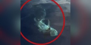 Καρχαρίας εντοπίστηκε στην Κάρπαθο 