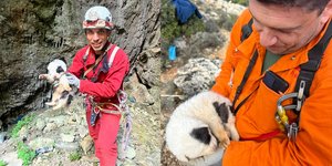 Η διάσωση του κουταβιού που επέζησε από την κτηνωδία στο Πήλιο